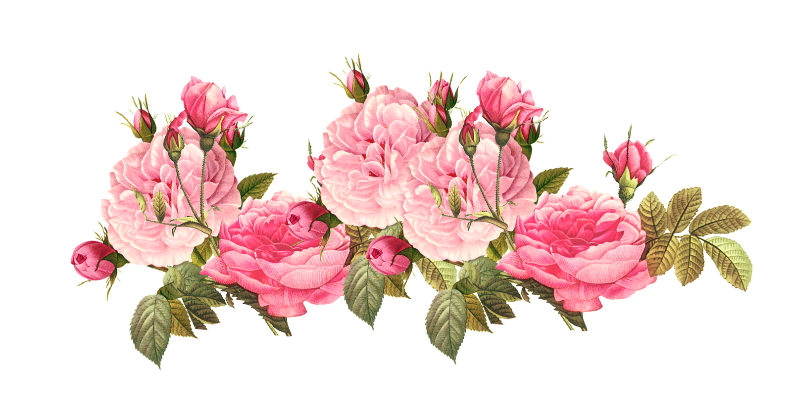 Romantische roze bloem grens PNG Fotos