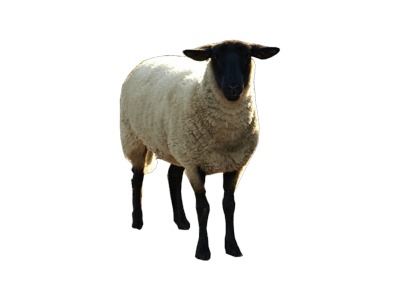 Sheep PNG Background Photo