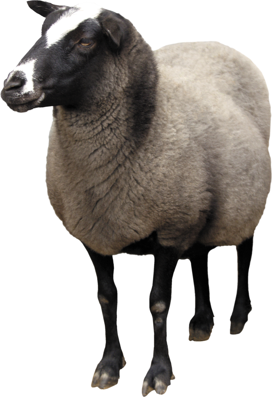 Sfondo di pecore PNG