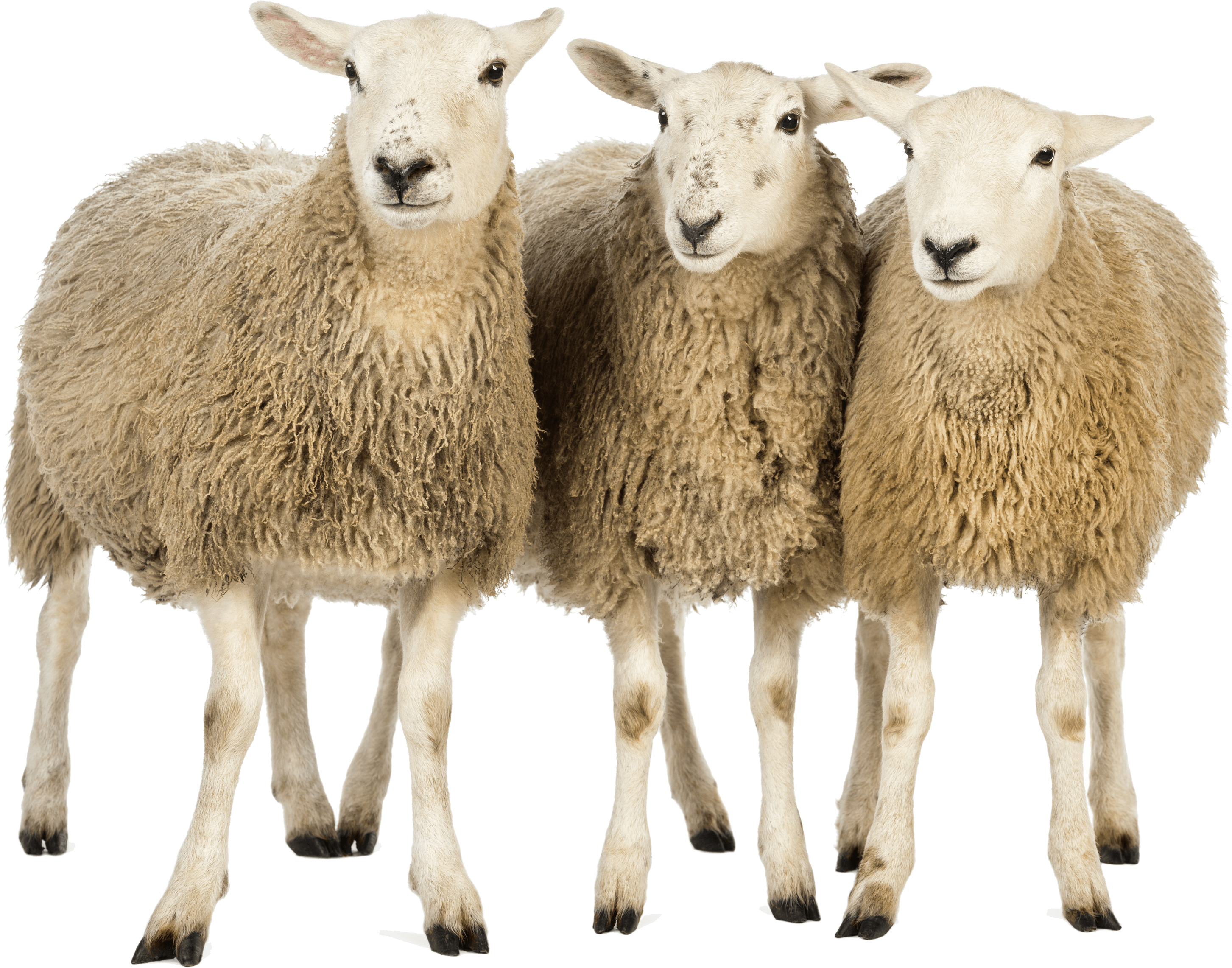 Sheep PNG Scarica limmagine
