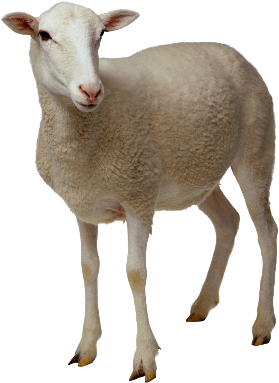 Sheep PNG No Background
