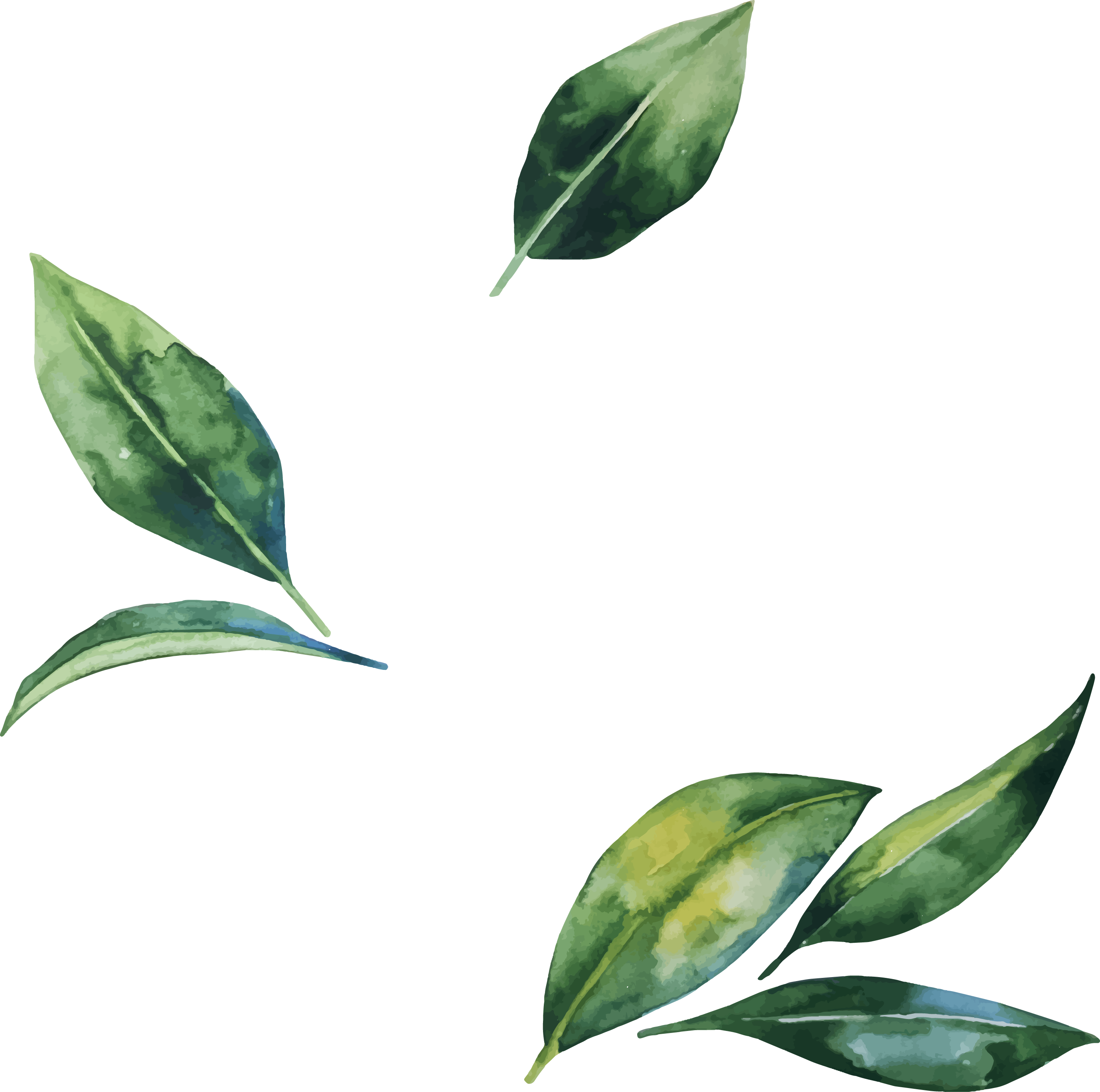 Акварельные листья PNG прозрачное изображение