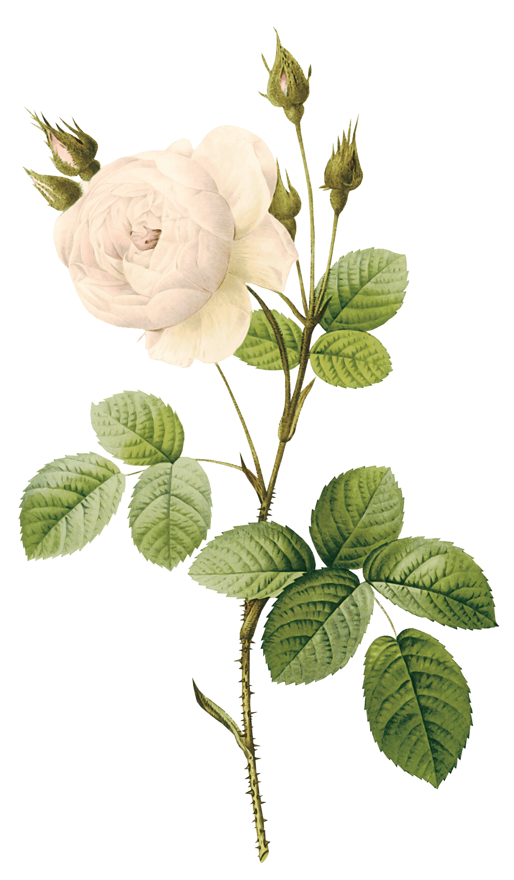 Белая роза PNG Скачать изображение
