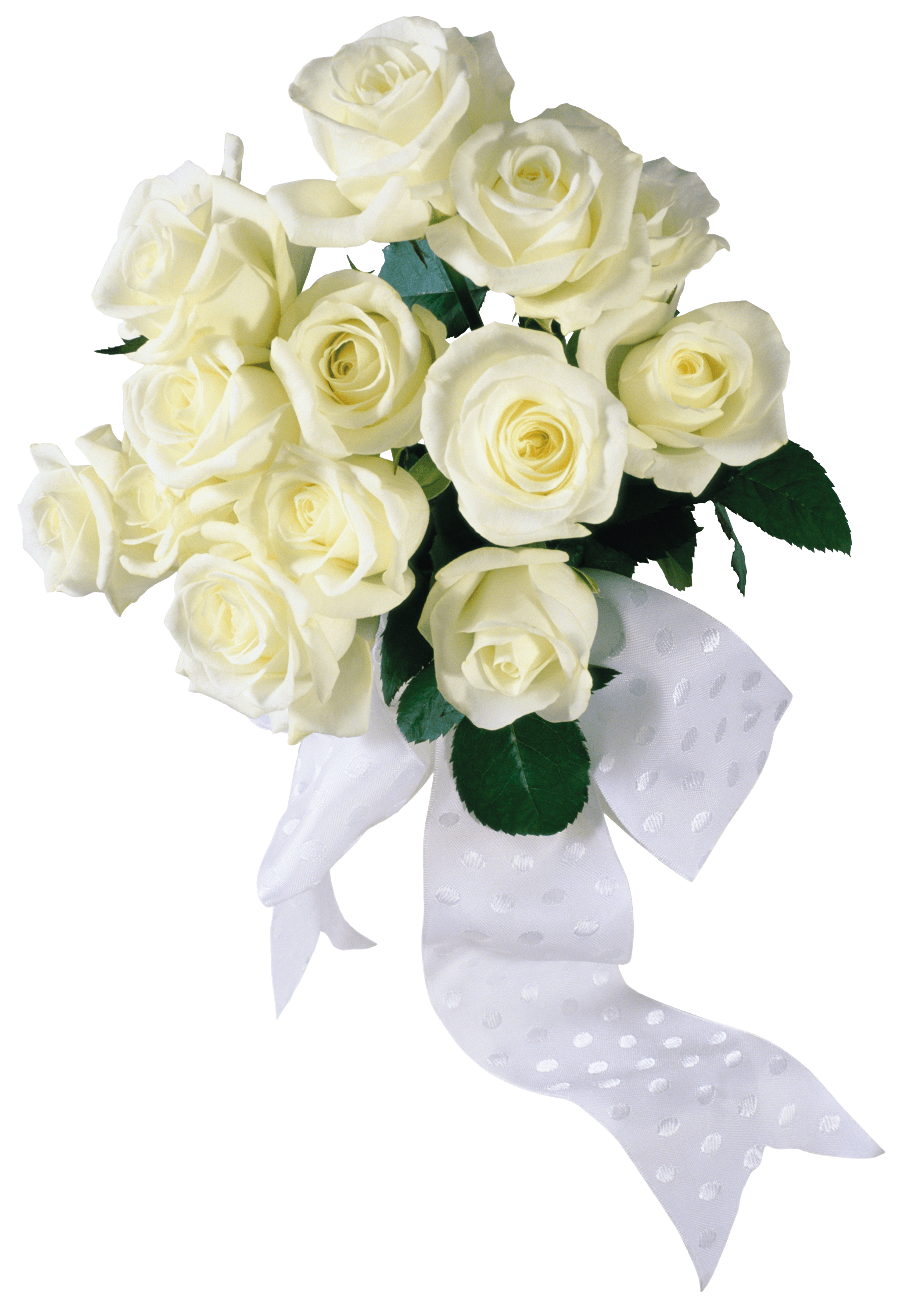 White Rose PNG HD Photo