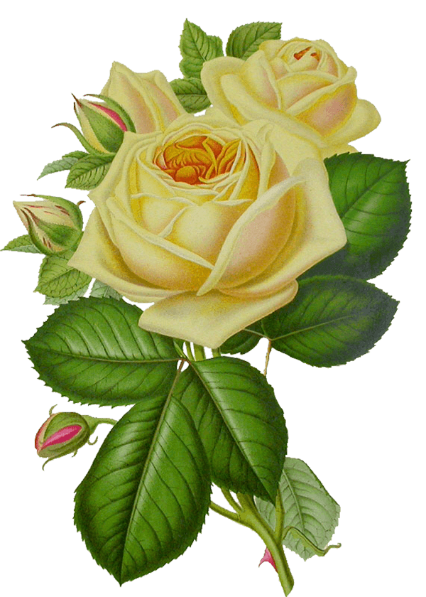 Белое роза PNG HD качество