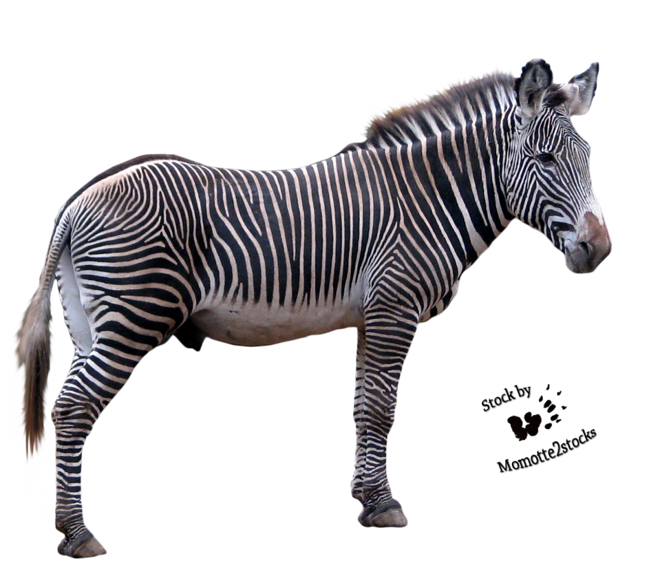 Zebra PNG تحميل صورة
