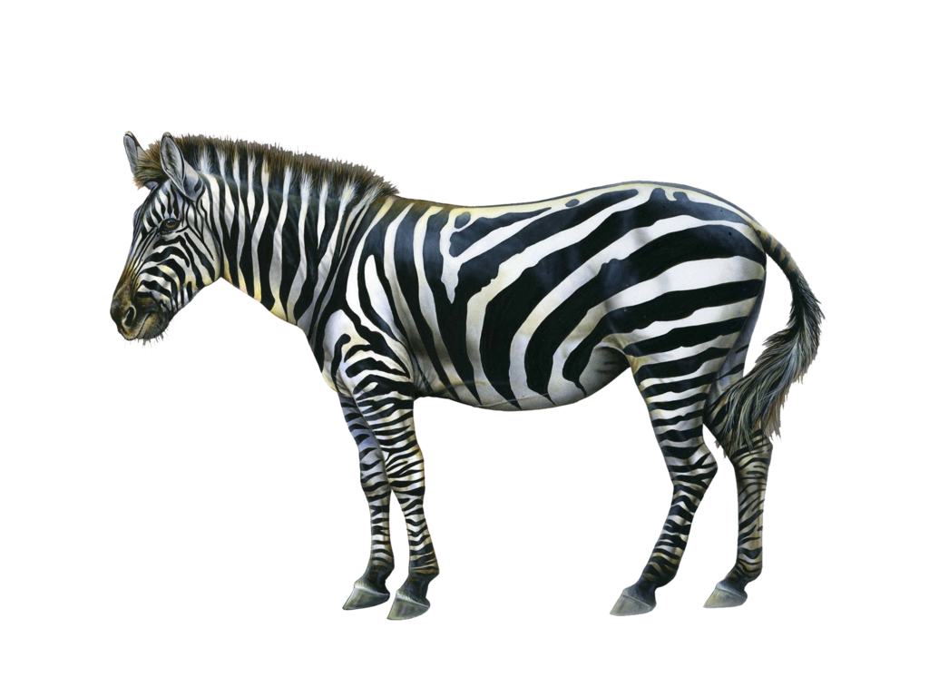 Zebra PNG HD الصورة