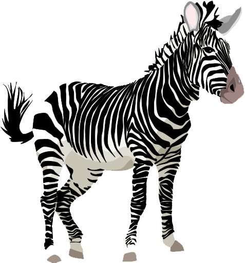 Zebra PNG HD جودة