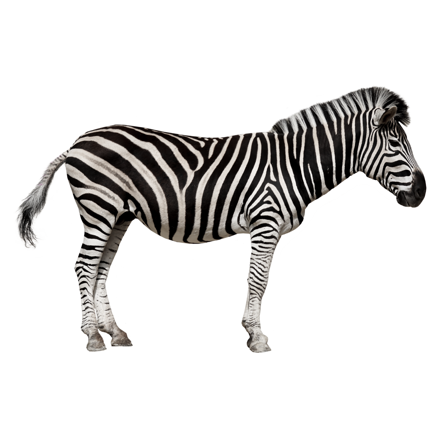 Zebra PNG صورة HD