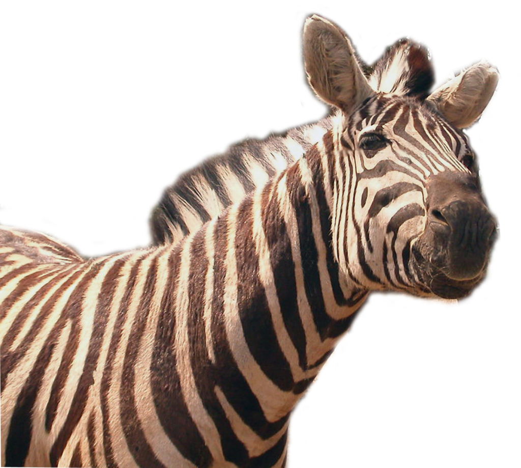 Zebra PNG ملف شفاف