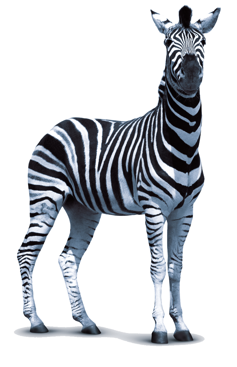 Zebra PNG صور شفافة
