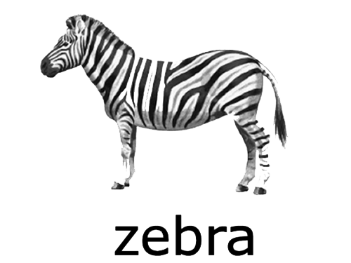 Zebra PNG شفافة