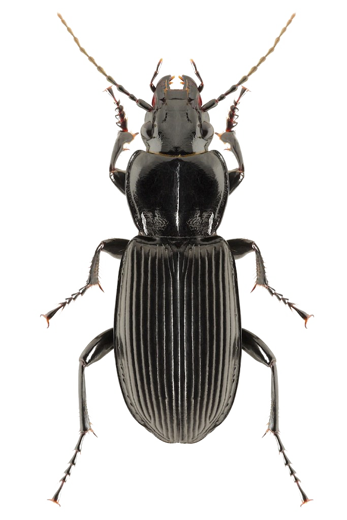 Black Beetle PNG Clipart