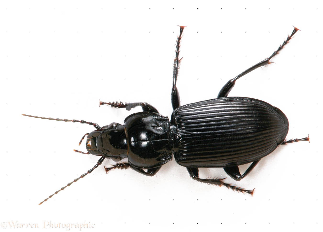 Black Beetle PNG File