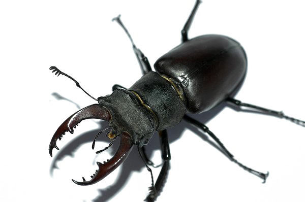 Black Beetle PNG Unduh Gratis