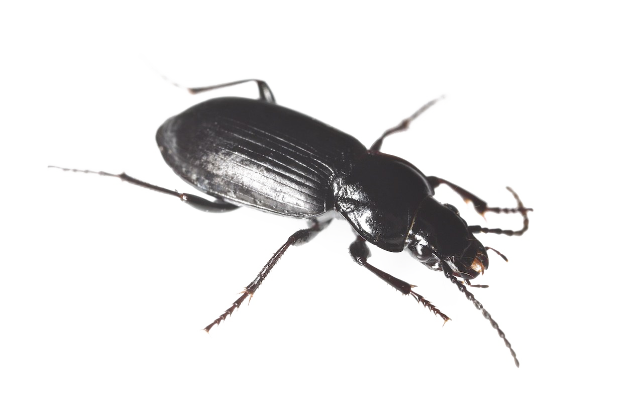 Черный жук PNG HD