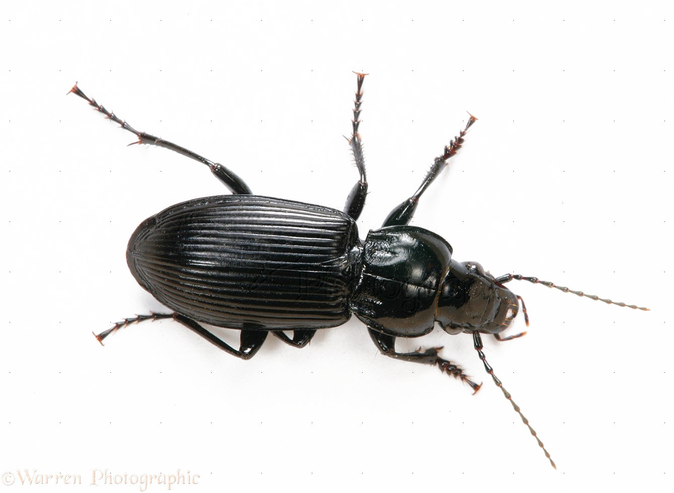 Schwarze käfer PNG-Fotos