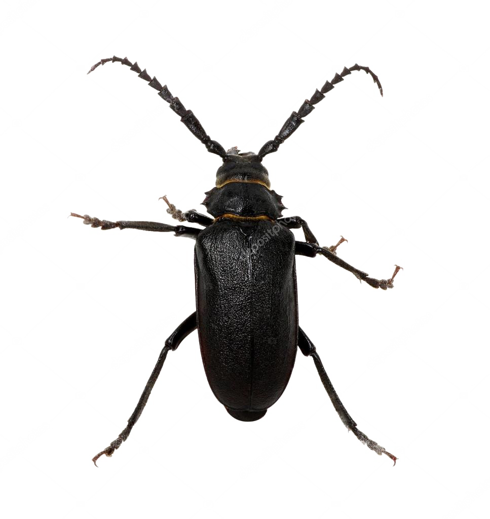 Black Beetle PNG Pic