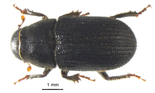 Latar Belakang Transparan Black Beetle