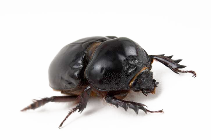 Siyah Beetle Şeffaf PNG