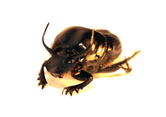 Dung Beetle PNG Clipart