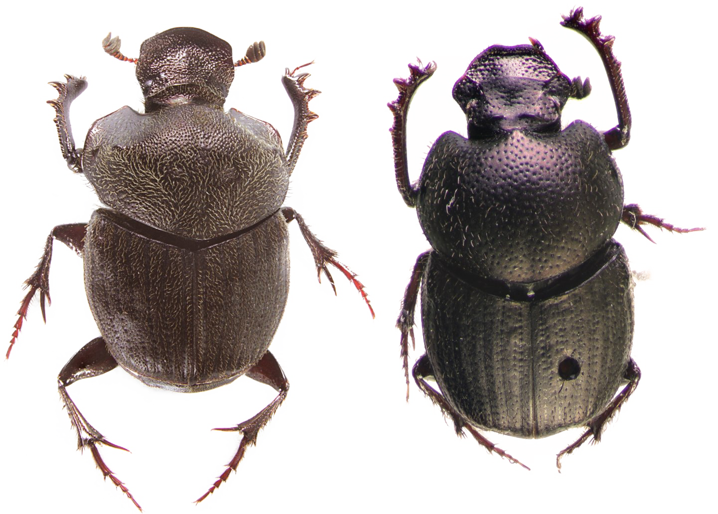 Foto Dung Beetle PNG