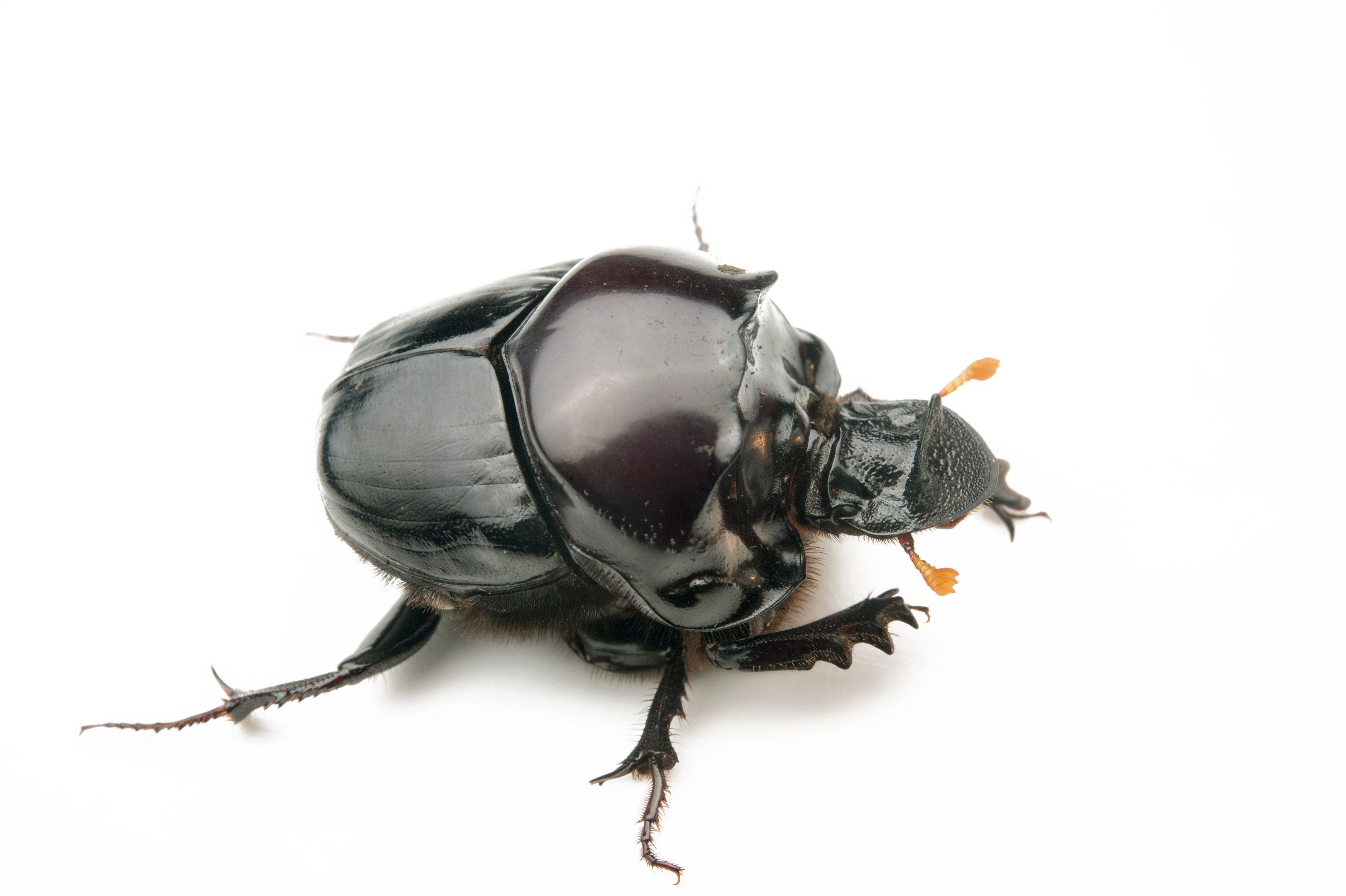 Latar belakang Transparan kumbang kotoran