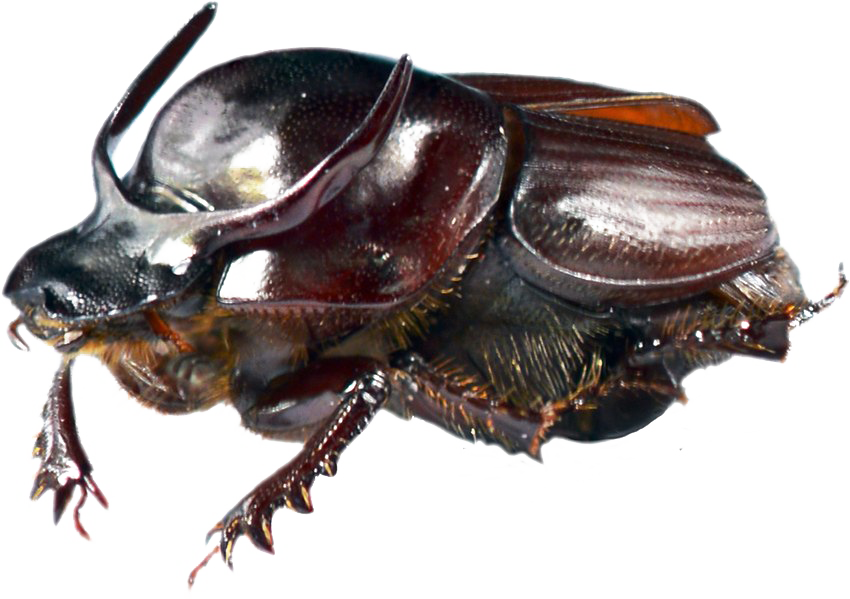 Dung Beetle โปร่งใส PNG