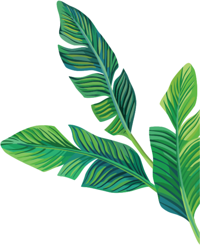 Aesthetic Leaf PNG Isolated File