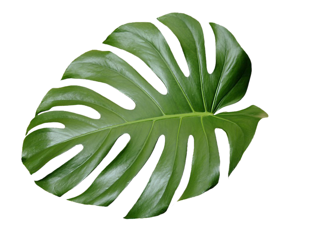 Aesthetic Leaves PNG HD Isolated