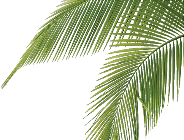 Aesthetic Leaves PNG Isolated File