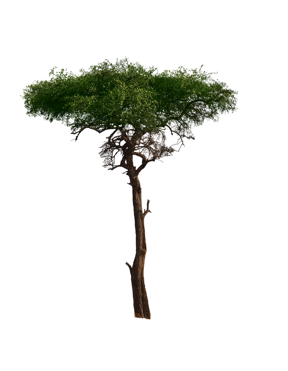 African Tree PNG Pic
