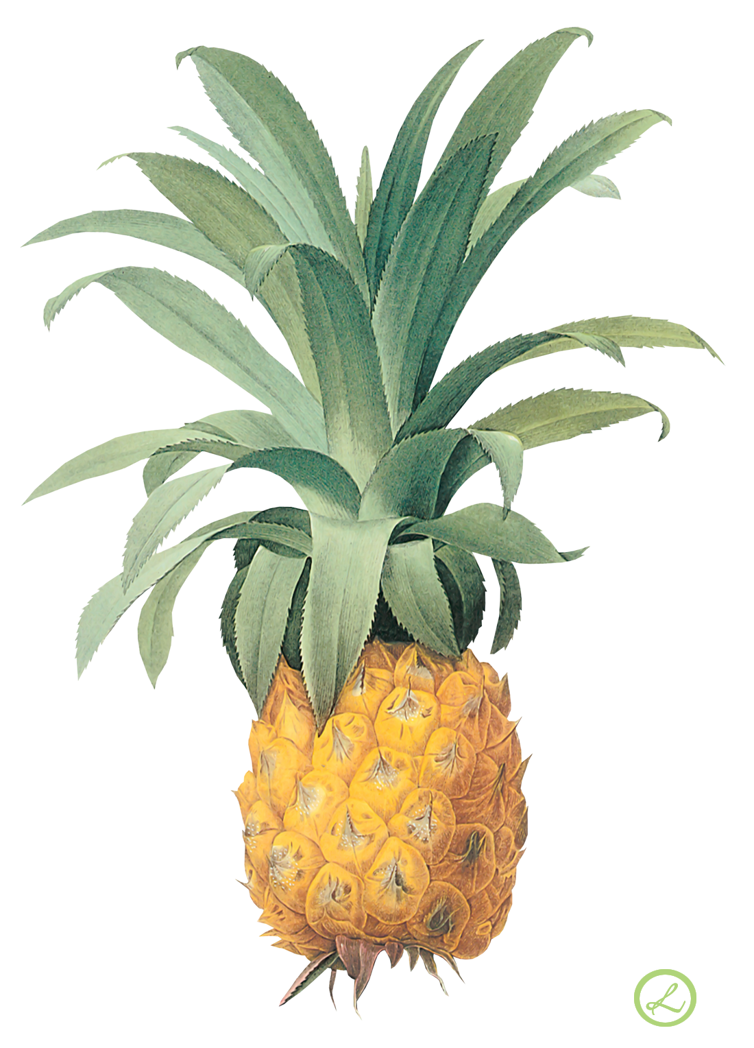 Ananas PNG Isolated HD