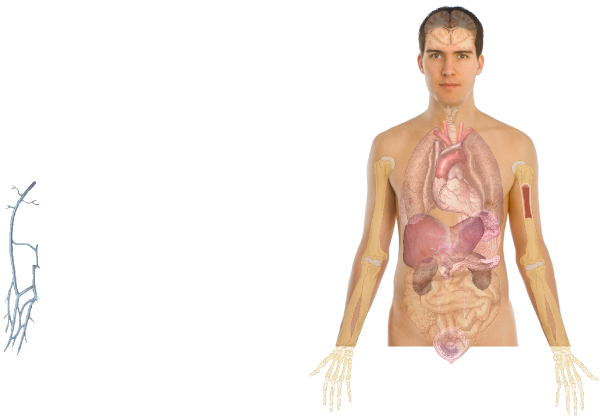 Anatomy PNG Clipart