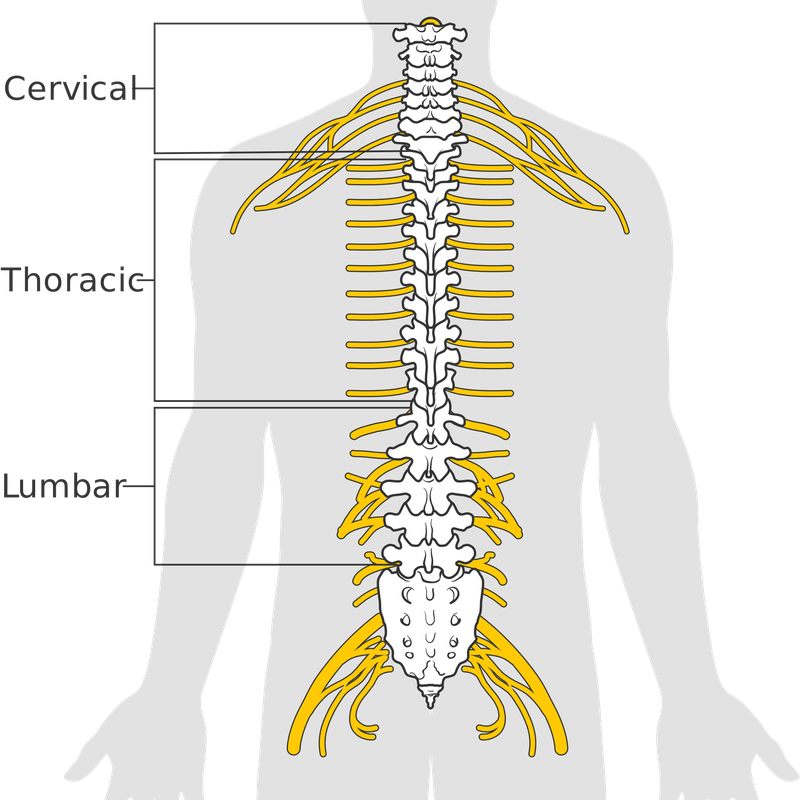 Anatomy PNG File