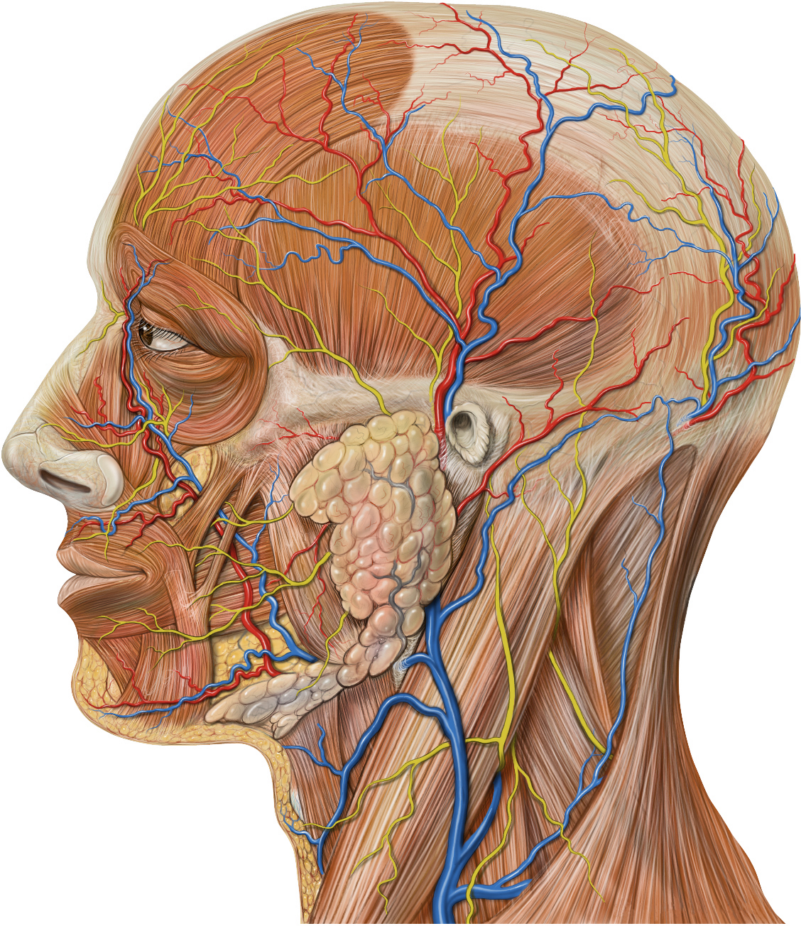 Anatomy PNG Free Download