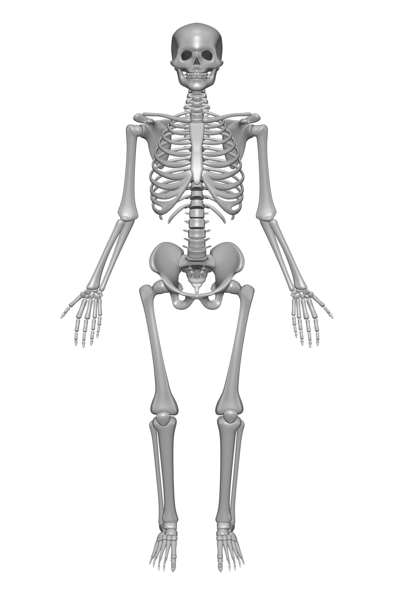 Anatomy PNG Image