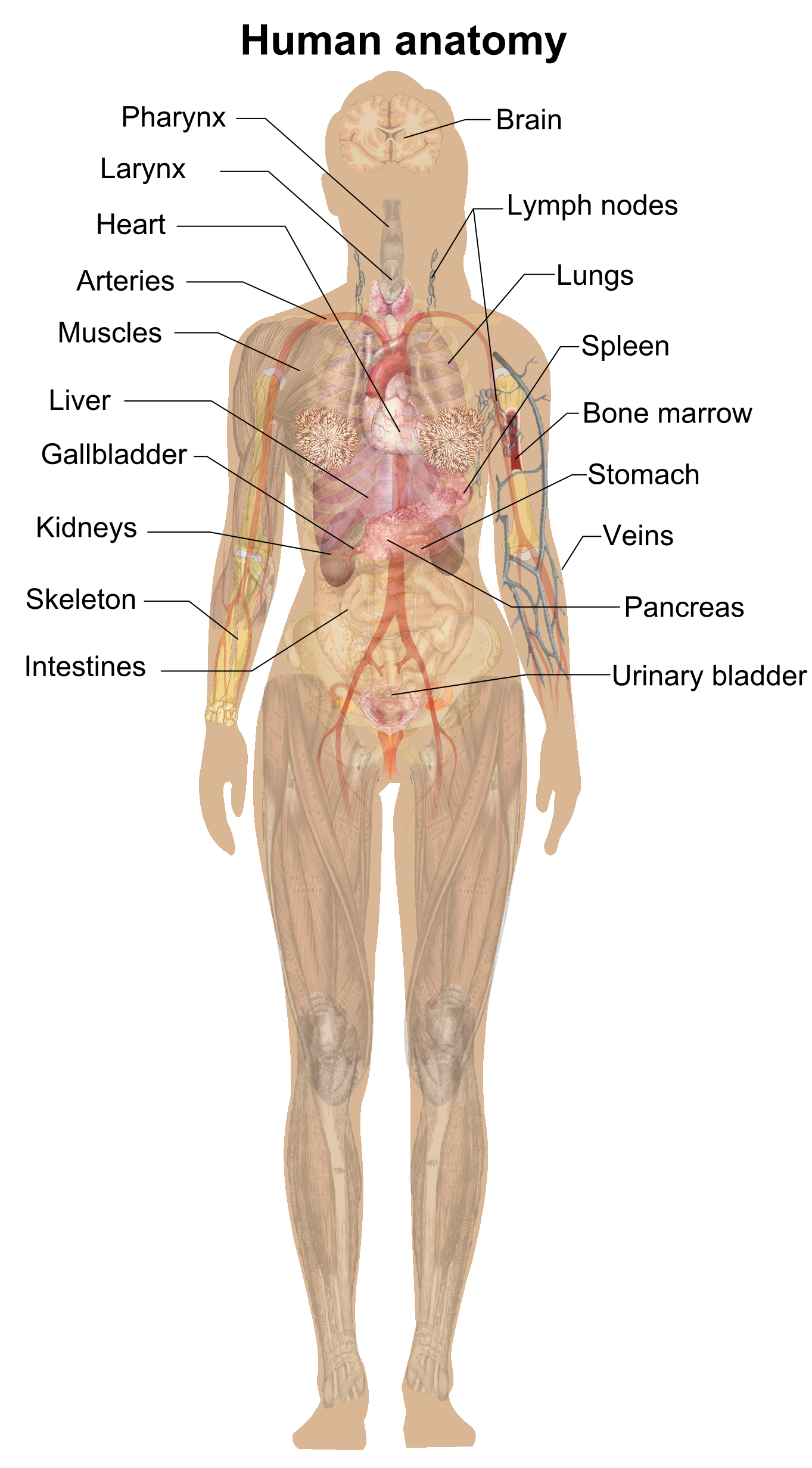 Anatomy PNG Isolated HD