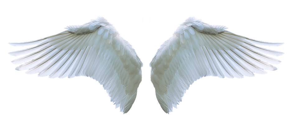 Angels Wing PNG HD
