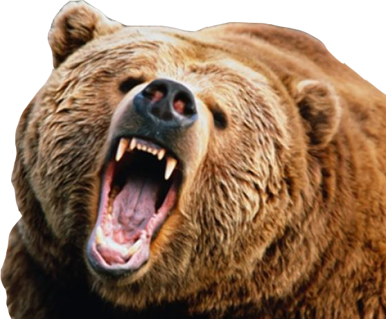 Angry Bear PNG Transparent