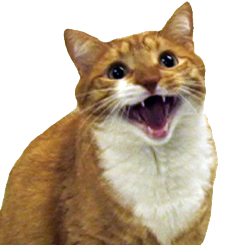 Angry Cat Download PNG Image