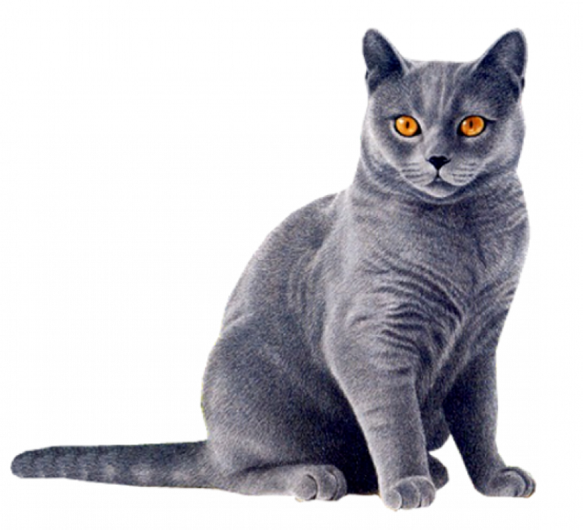 Angry Cat PNG HD