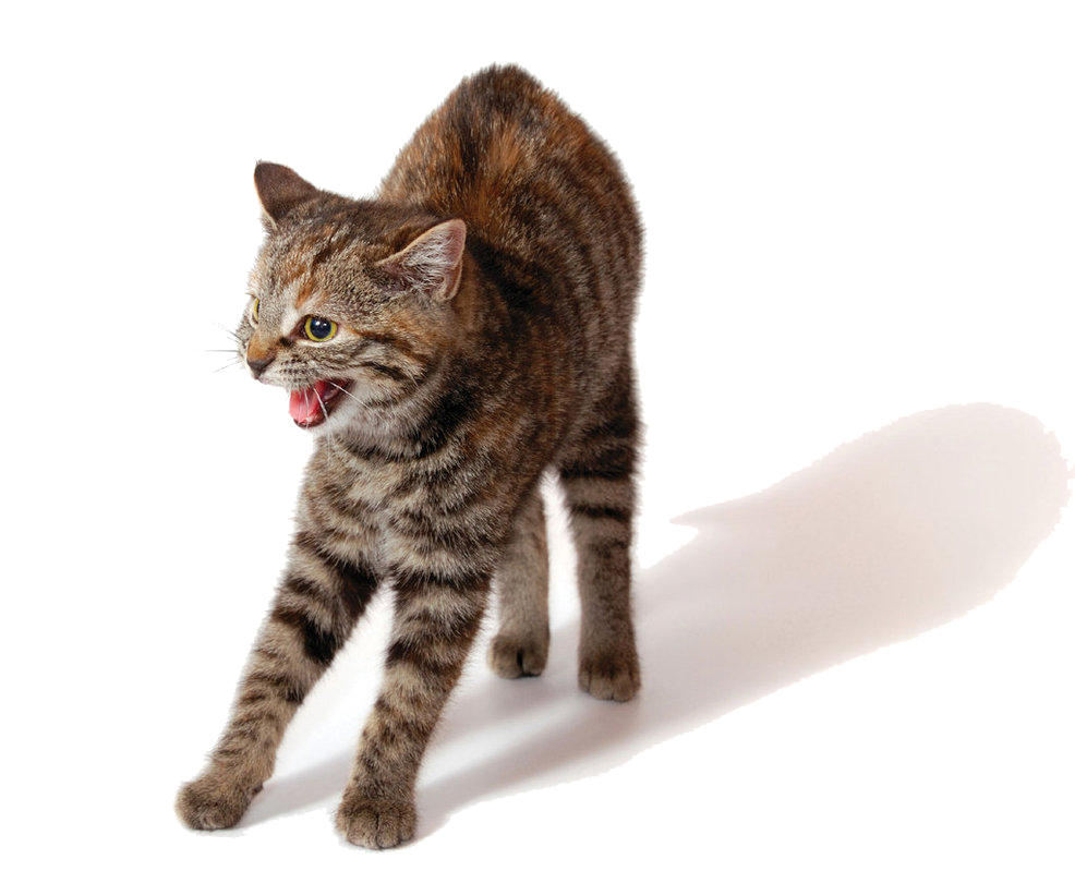 Angry Cat PNG Isolated Photos