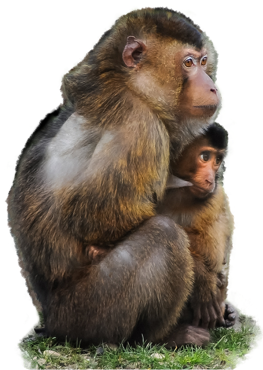 Animal Monkey PNG Clipart
