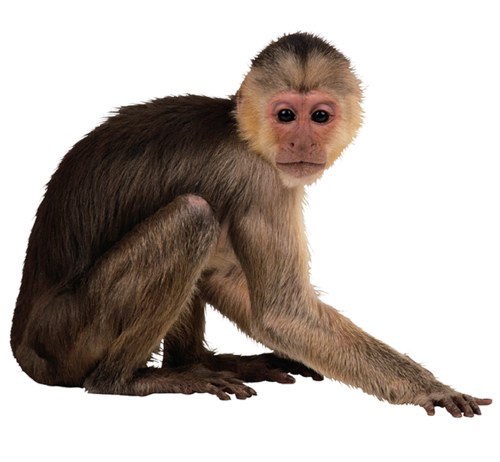 Animal Monkey PNG HD