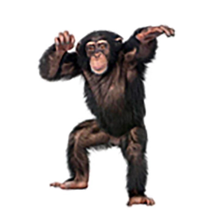 Animal Monkey PNG Isolated Pic