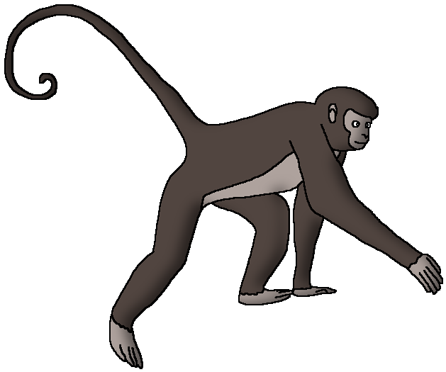 Animal Monkey PNG Transparent