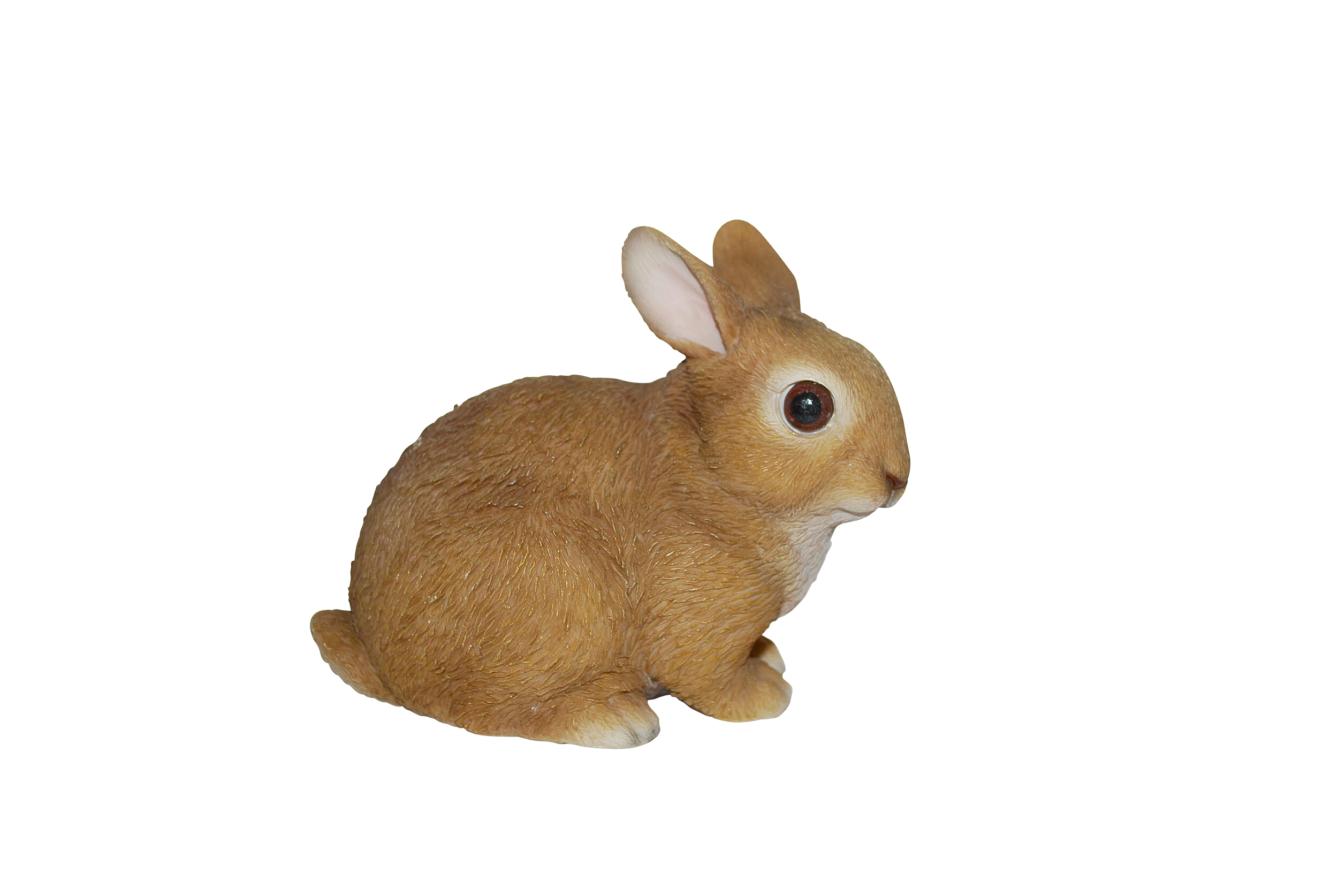 Baby-Kaninchen im wirklichen Leben PNG