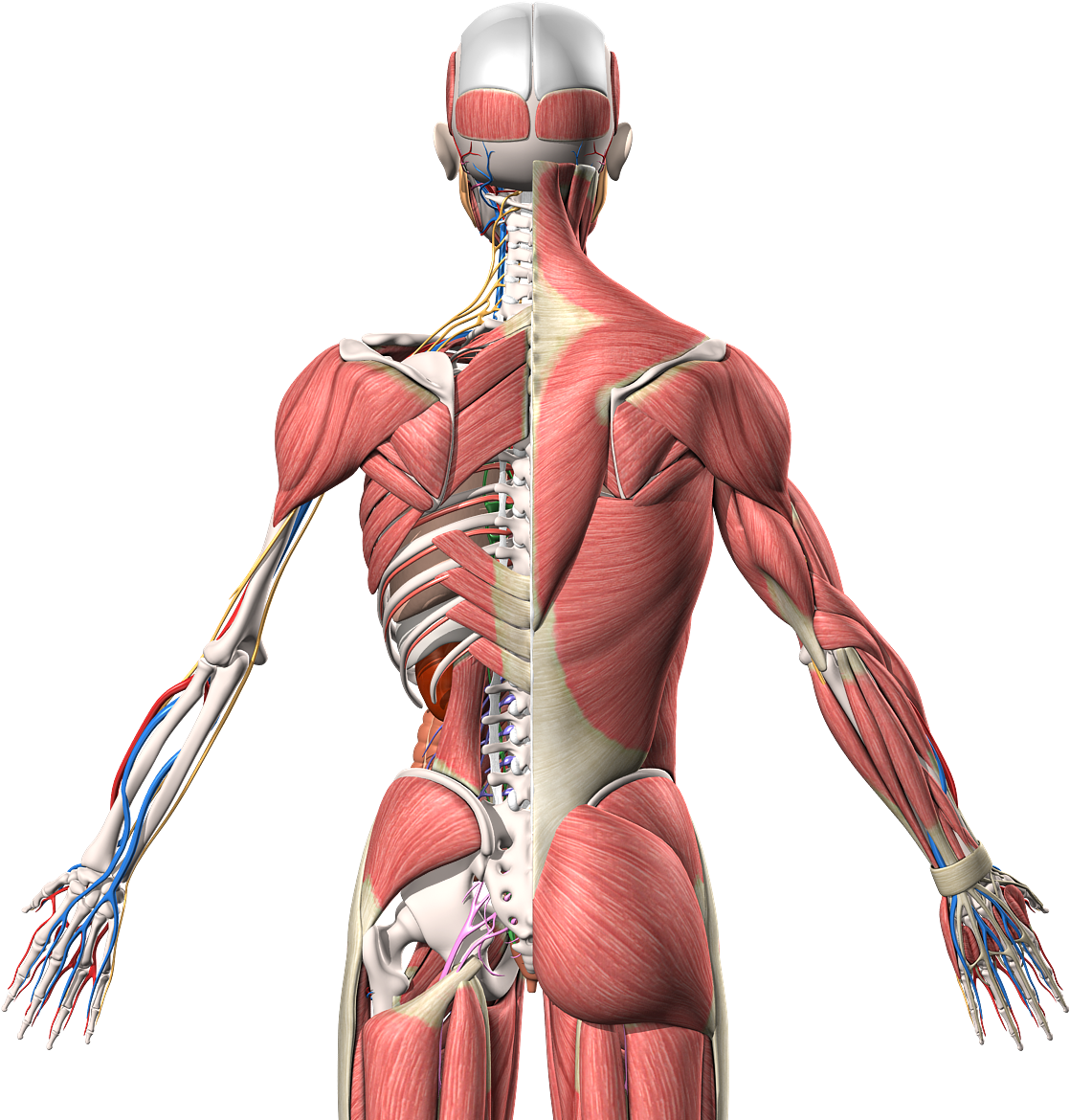 Human Body Anatomy PNG HD Isolated