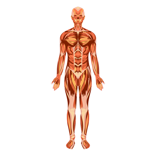 Human Body Anatomy PNG Photo